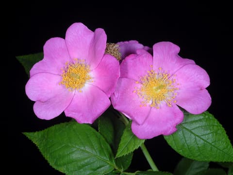 Climbing prairie rose (Rosa setigera) two rose-pink flowers with golden stamens above toothed leaves
