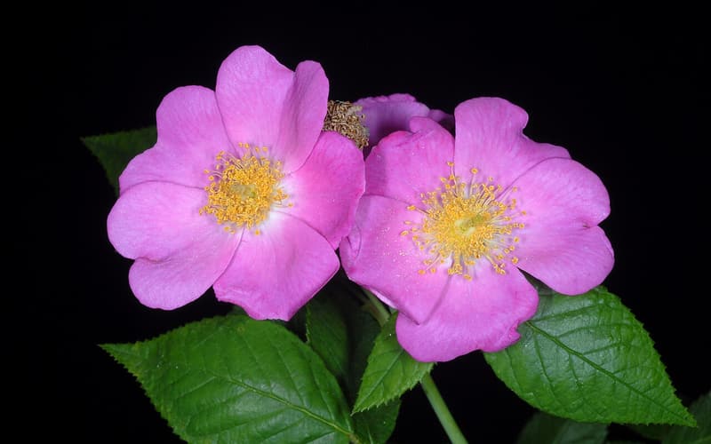 Climbing prairie rose (Rosa setigera) two rose-pink flowers with golden stamens above toothed leaves