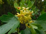 Clove currant (Ribes aureum var. villosum) golden yellow tubular flowers with red centers among lobed leaves
