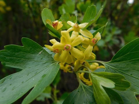 Clove currant (Ribes aureum var. villosum) golden yellow tubular flowers with red centers among lobed leaves