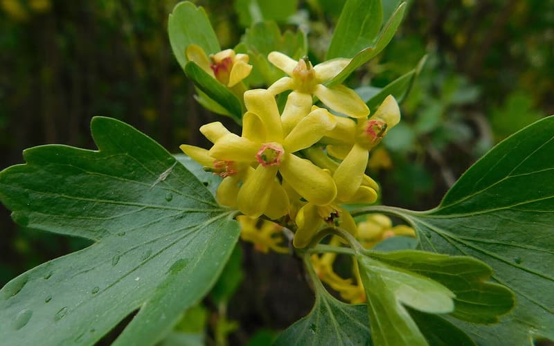 Clove currant (Ribes aureum var. villosum) golden yellow tubular flowers with red centers among lobed leaves
