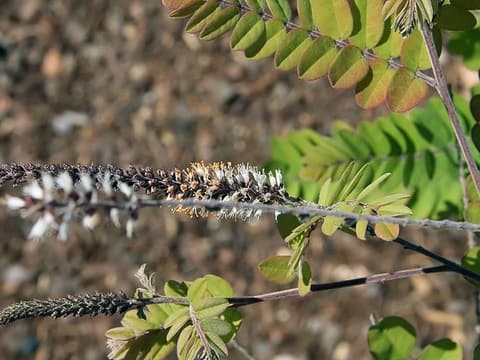 Clusterspike Indigobush