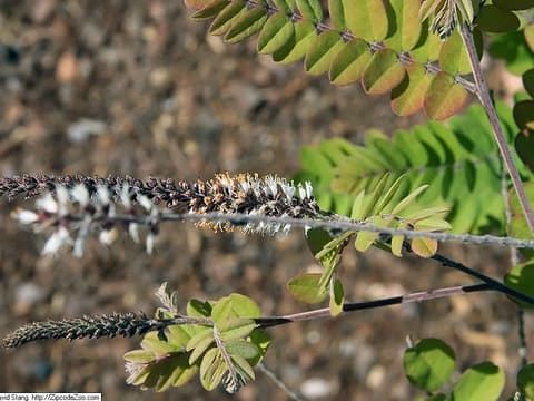 Clusterspike indigobush (Amorpha herbacea) white flower spikes with orange anthers among small leaflets