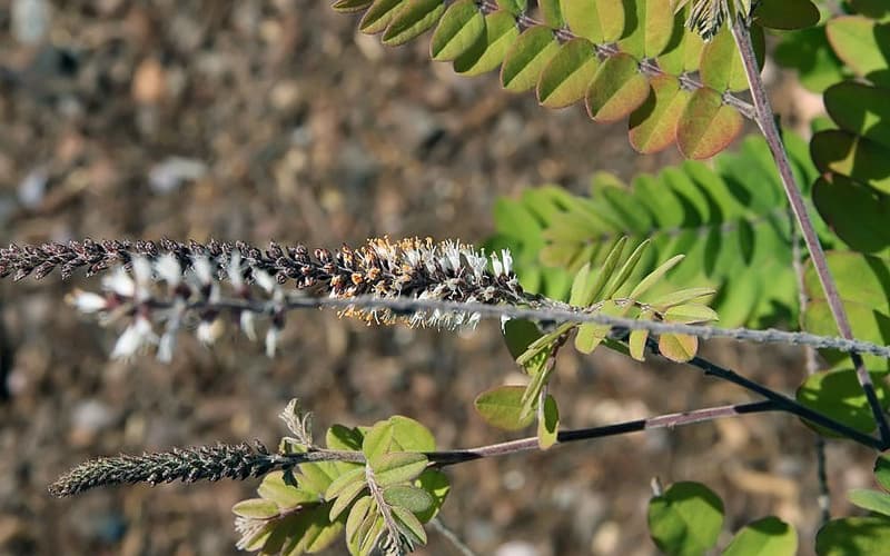 Clusterspike indigobush (Amorpha herbacea) white flower spikes with orange anthers among small leaflets
