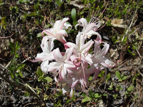 Coastal azalea (Rhododendron atlanticum) white and pink flowers with long stamens on low bare stems