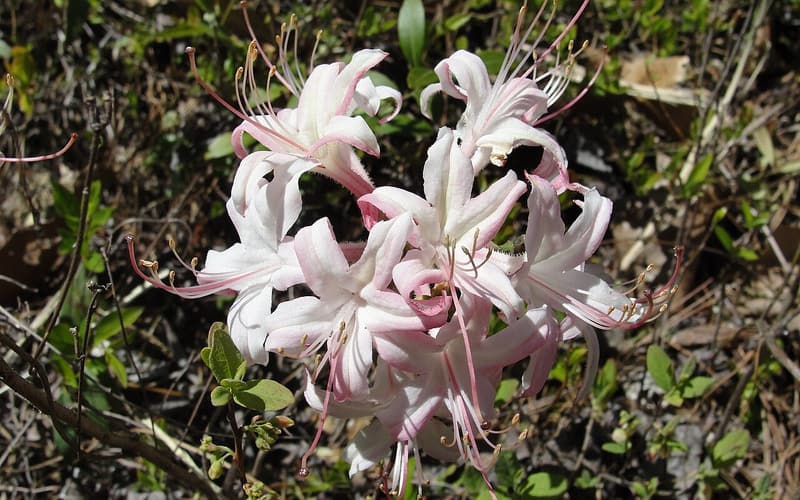 Coastal azalea (Rhododendron atlanticum) white and pink flowers with long stamens on low bare stems
