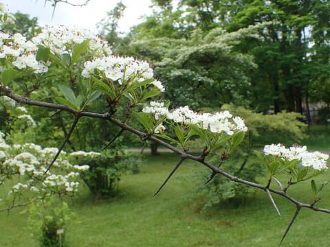 Cockspur hawthorn (Crataegus crus-galli) long thorns and white flower clusters on a branch