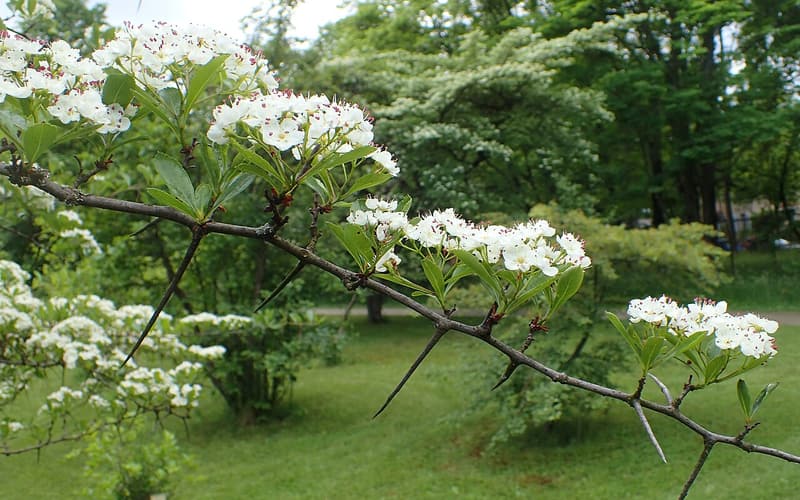 Cockspur hawthorn (Crataegus crus-galli) long thorns and white flower clusters on a branch