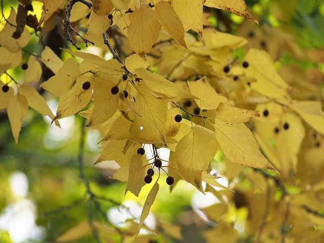 Common hackberry (Celtis occidentalis) branch in October with yellow leaves and dark purple fruit hanging on stalks