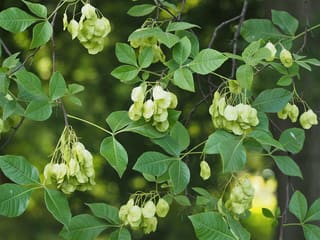 Common hoptree (Ptelea trifoliata) branches in August hung with clusters of green wafer fruit among three-part leaves
