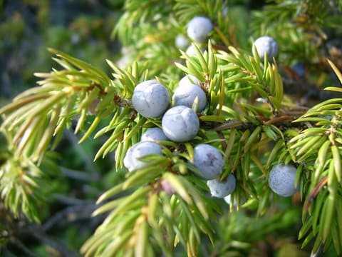 Common juniper (Juniperus communis) pale blue berrylike cones among sharp, needlelike leaves