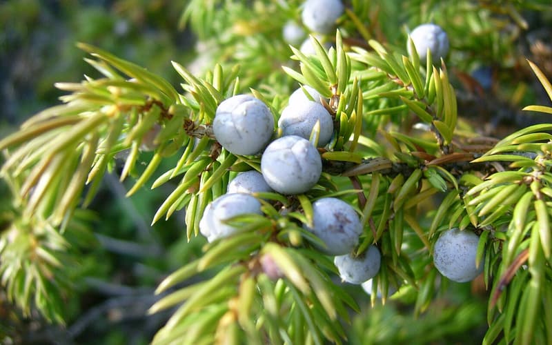 Common juniper (Juniperus communis) pale blue berrylike cones among sharp, needlelike leaves