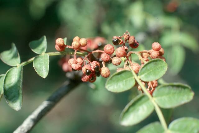 Common prickly ash (Zanthoxylum americanum) branch in fruit, red-brown capsules split to show shiny black seeds among pinnate leaves