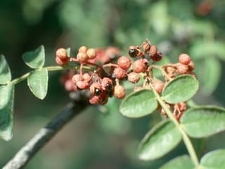 Common prickly ash (Zanthoxylum americanum) branch in fruit, red-brown capsules split to show shiny black seeds among pinnate leaves