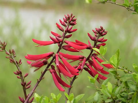 Coral bean (Erythrina herbacea) spikes of scarlet tubular flowers above young green leaves
