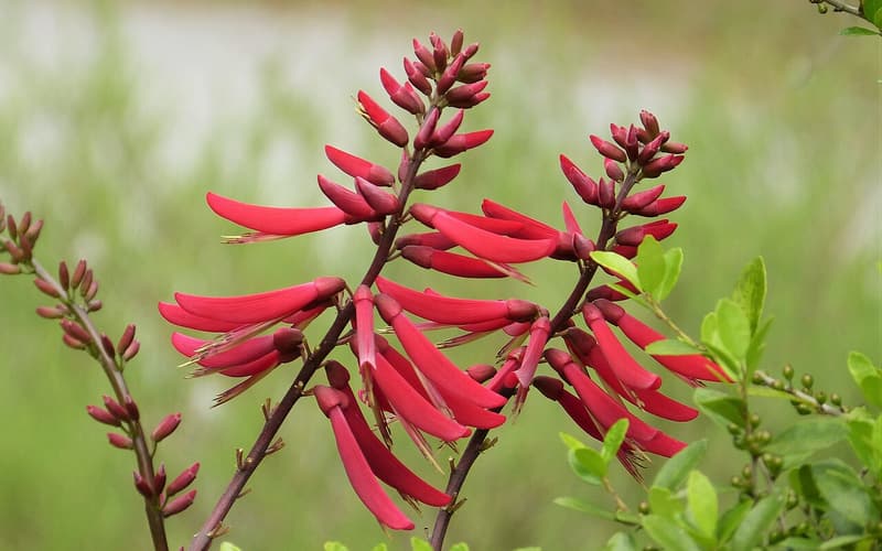 Coral bean (Erythrina herbacea) spikes of scarlet tubular flowers above young green leaves