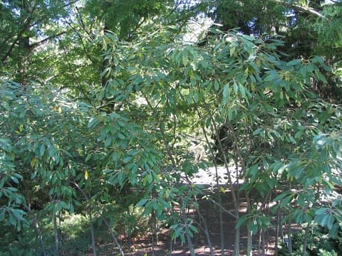 Corkwood (Leitneria floridana) thicket of slender stems with long, narrow leaves in summer