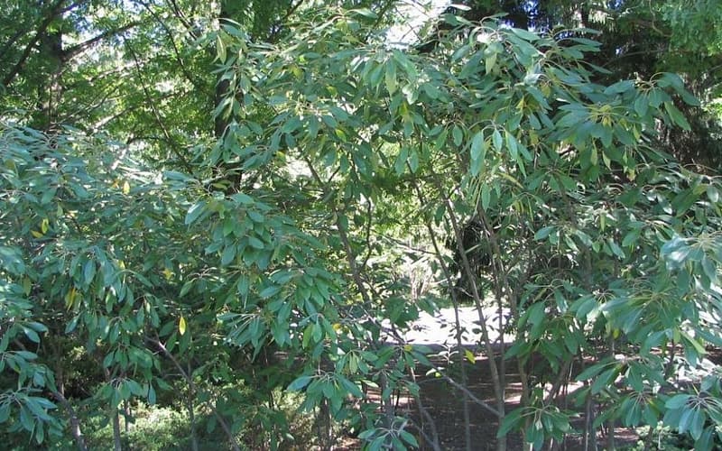 Corkwood (Leitneria floridana) thicket of slender stems with long, narrow leaves in summer