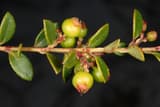 Creeping blueberry (Vaccinium crassifolium) stem with small leathery leaves and young green berries