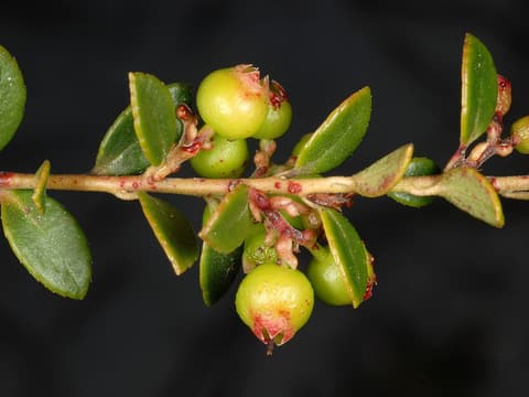 Creeping blueberry (Vaccinium crassifolium) stem with small leathery leaves and young green berries