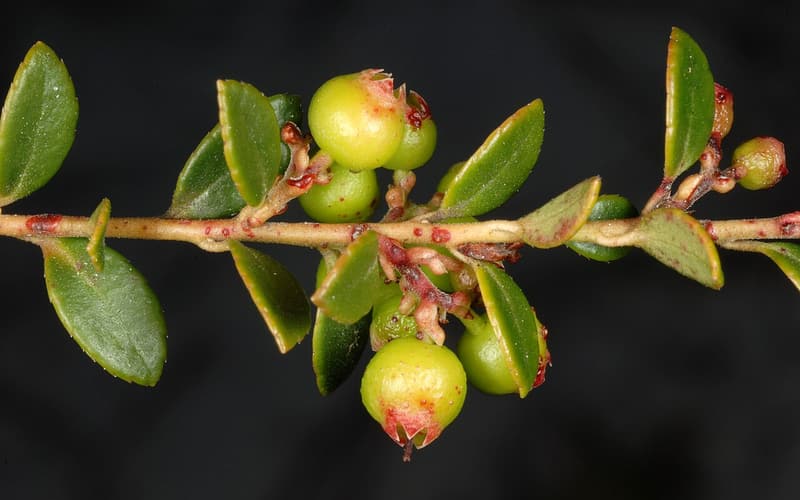 Creeping blueberry (Vaccinium crassifolium) stem with small leathery leaves and young green berries