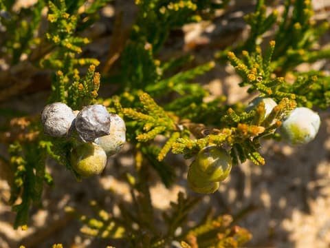 Creeping juniper (Juniperus horizontalis) sprays of scale-like leaves with frosty blue berrylike cones