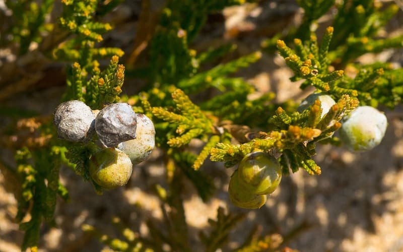 Creeping juniper (Juniperus horizontalis) sprays of scale-like leaves with frosty blue berrylike cones