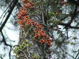 Crossvine (Bignonia capreolata) in full bloom, orange trumpet flowers covering a vine that climbs a pine trunk