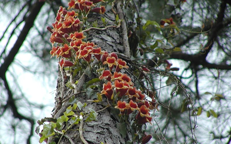 Crossvine (Bignonia capreolata) in full bloom, orange trumpet flowers covering a vine that climbs a pine trunk