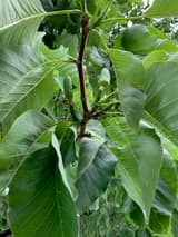Cucumber magnolia (Magnolia acuminata) large leaves and the green, cucumber-shaped fruit