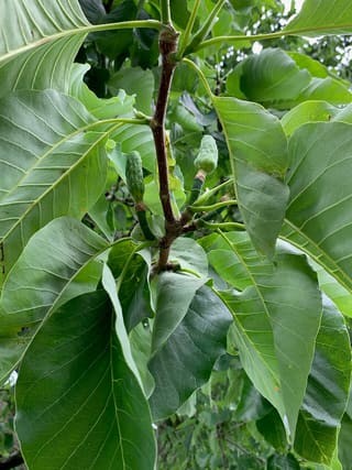 Cucumber magnolia (Magnolia acuminata) large leaves and the green, cucumber-shaped fruit