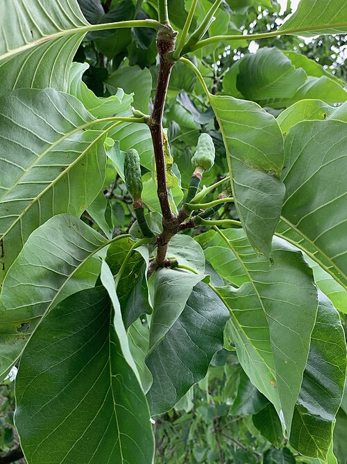 Cucumber Magnolia (Magnolia acuminata)