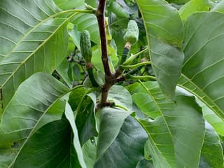 Cucumber magnolia (Magnolia acuminata) large leaves and the green, cucumber-shaped fruit