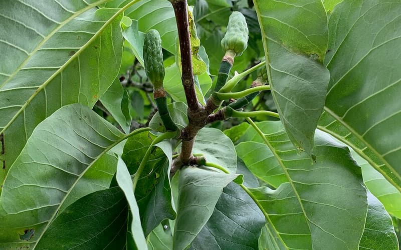 Cucumber magnolia (Magnolia acuminata) large leaves and the green, cucumber-shaped fruit