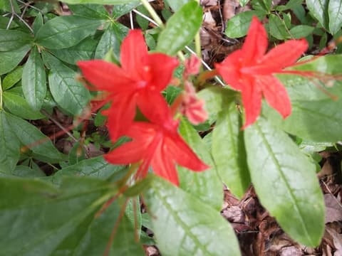Cumberland azalea (Rhododendron cumberlandense) red flowers among full-grown green leaves