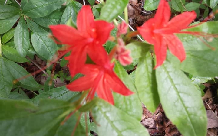 Cumberland azalea (Rhododendron cumberlandense) red flowers among full-grown green leaves