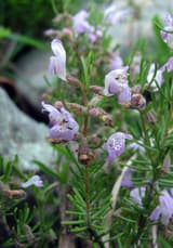 Cumberland rosemary (Conradina verticillata) pale lavender, purple-spotted flowers among needlelike leaves