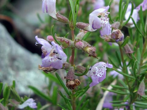 Cumberland rosemary (Conradina verticillata) pale lavender, purple-spotted flowers among needlelike leaves