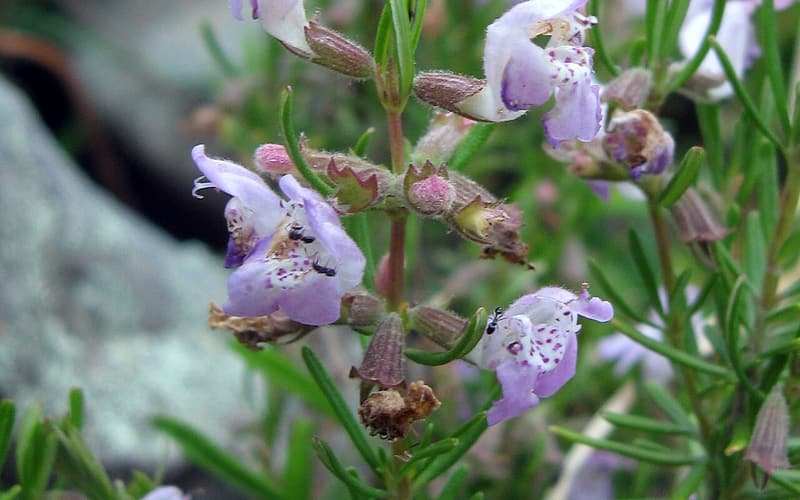 Cumberland rosemary (Conradina verticillata) pale lavender, purple-spotted flowers among needlelike leaves