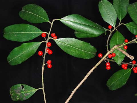 Dahoon (Ilex cassine) red berries on a branch of glossy, leathery evergreen leaves