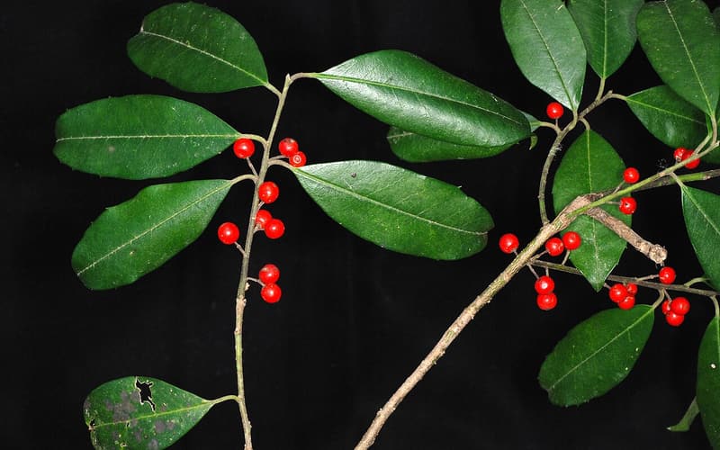 Dahoon (Ilex cassine) red berries on a branch of glossy, leathery evergreen leaves