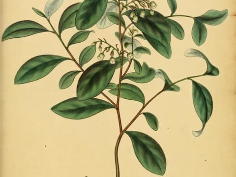 Dangleberry (Gaylussacia frondosa) in a hand-colored plate, a leafy branch with small bells on long stalks