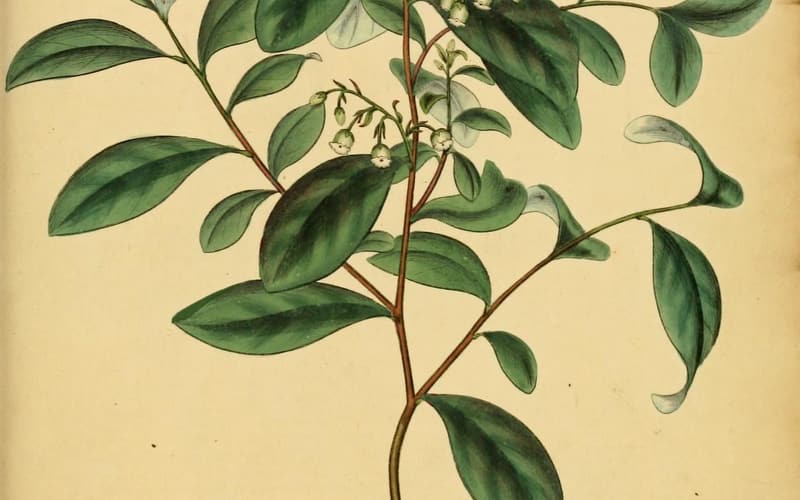 Dangleberry (Gaylussacia frondosa) in a hand-colored plate, a leafy branch with small bells on long stalks