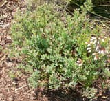 Darrow's blueberry (Vaccinium darrowii) a low bush of small gray-green leaves with white bell flowers