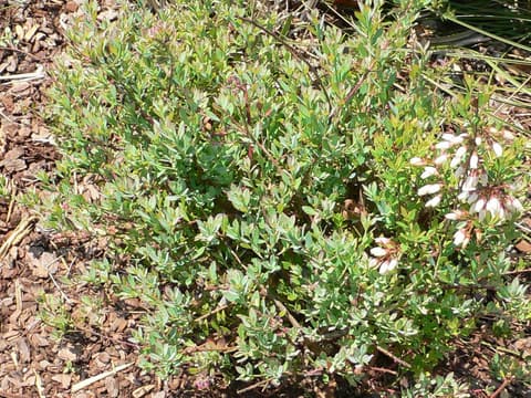 Darrow's blueberry (Vaccinium darrowii) a low bush of small gray-green leaves with white bell flowers