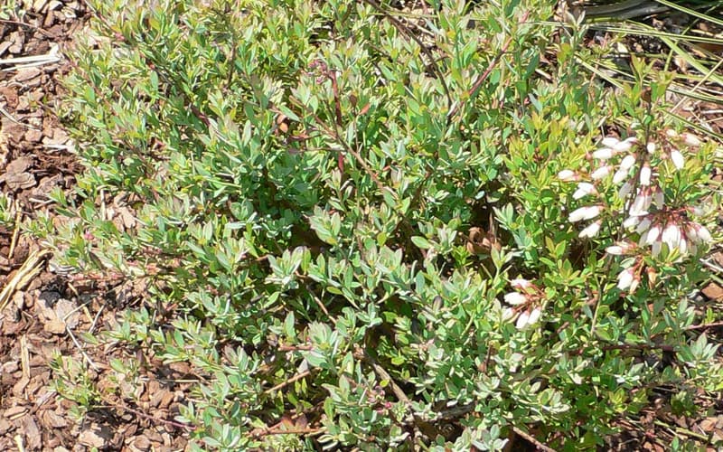 Darrow's blueberry (Vaccinium darrowii) a low bush of small gray-green leaves with white bell flowers