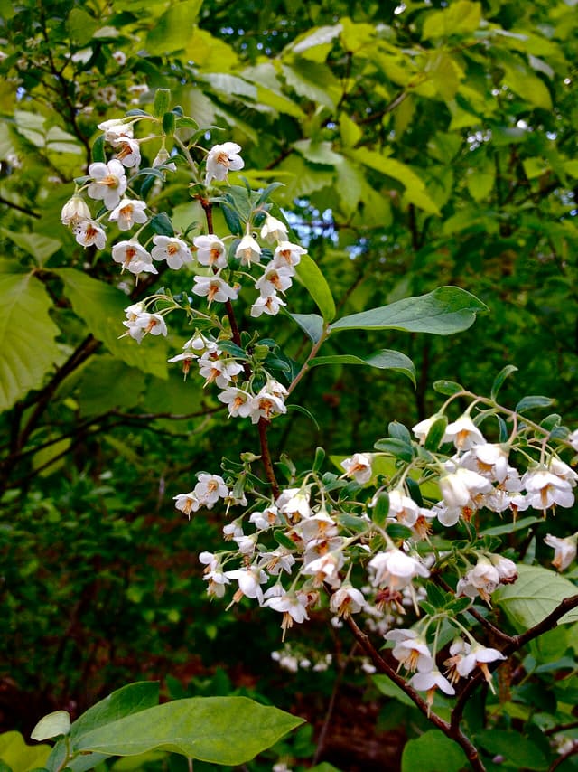 Deerberry (Vaccinium stamineum) branches in late April covered in open white bell flowers with orange stamens