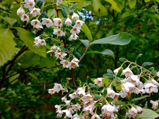 Deerberry (Vaccinium stamineum) branches in late April covered in open white bell flowers with orange stamens