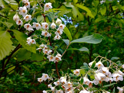 Deerberry (Vaccinium stamineum) branches in late April covered in open white bell flowers with orange stamens