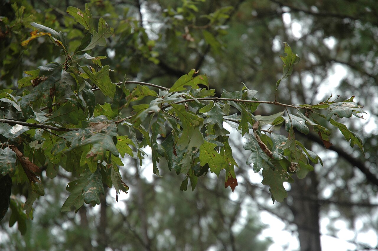 Delta Post Oak (Quercus similis)